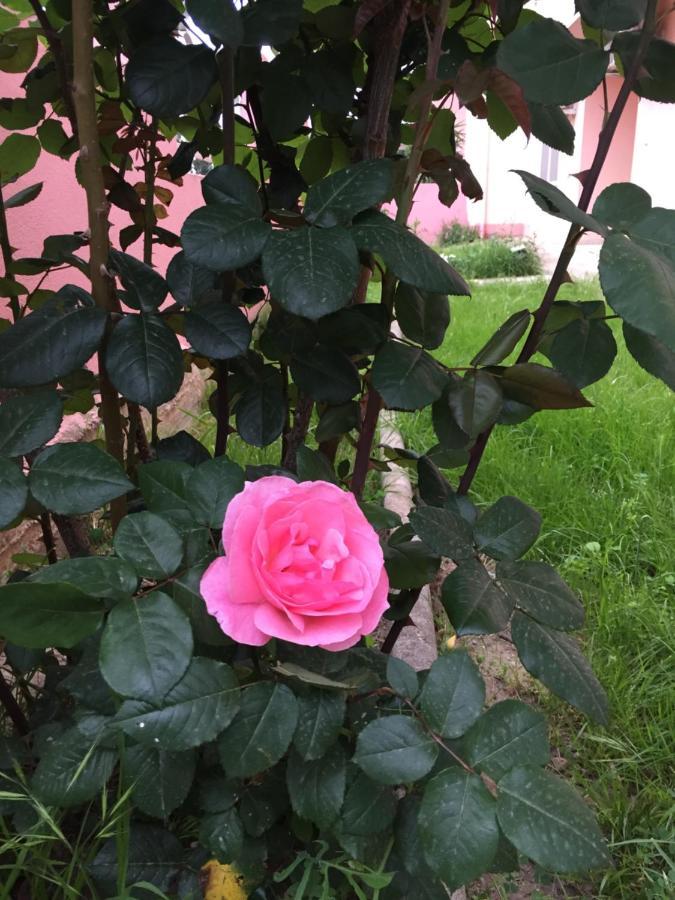 Bed and breakfast Sa Mariposa Muravera