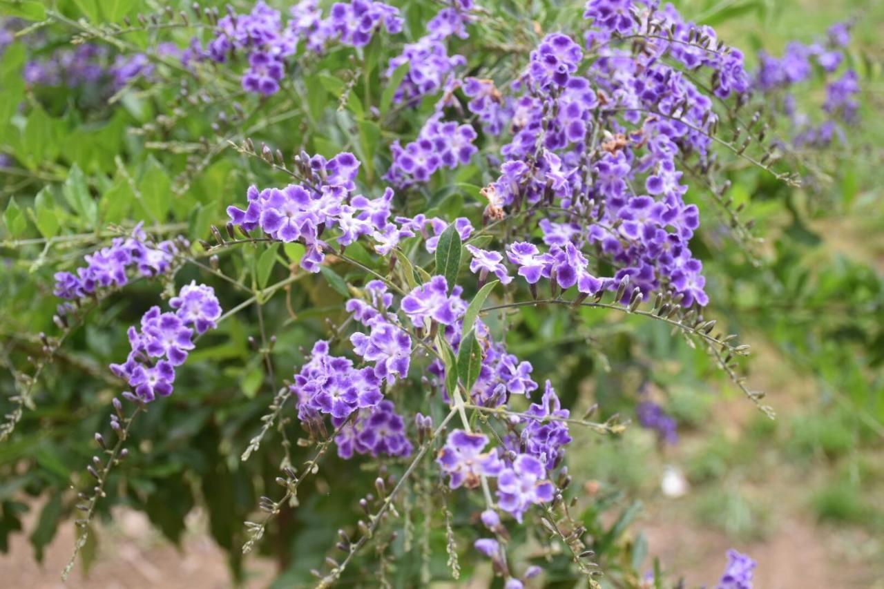 Sa Mariposa Bed and breakfast