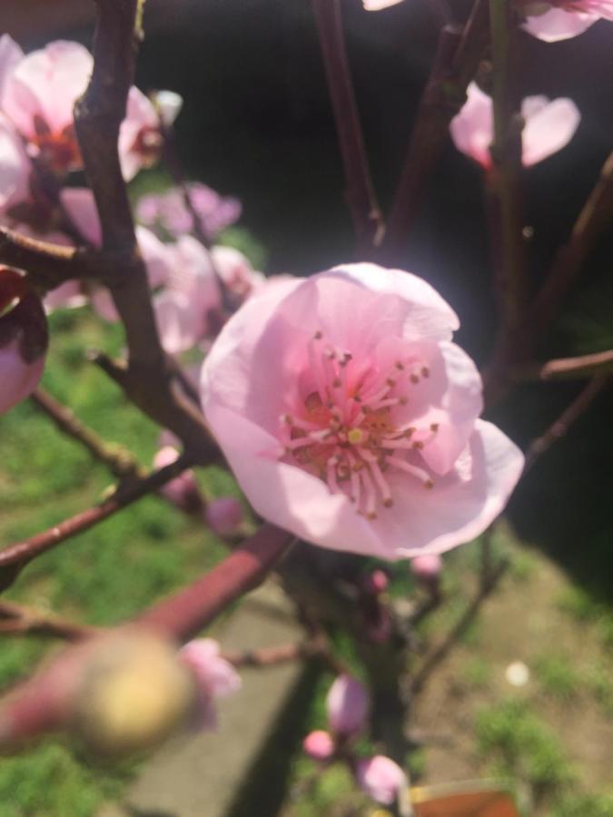 Sa Mariposa Frühstückspension Muravera