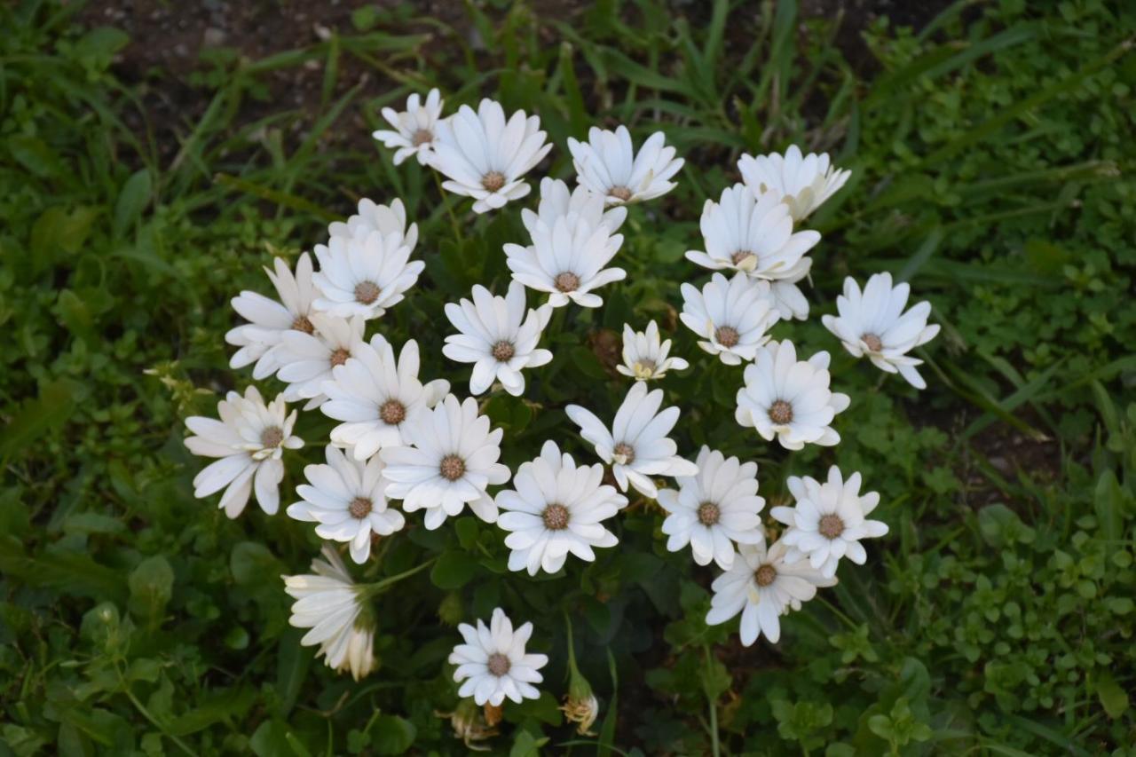 Sa Mariposa Frühstückspension *